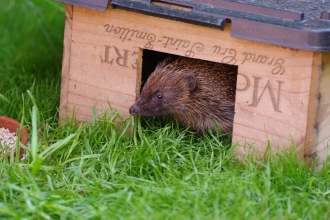 Hedgehog house