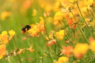 Red-tailed bumblebee on bird's foot trefoil