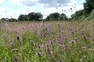 Woodsides Meadow