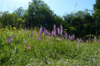 Aston Clinton Ragpits