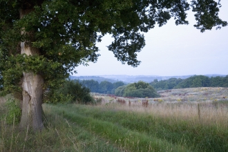 Crookham common trees and fields
