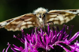 Marbled white on knapweed