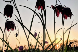 Snake's-head fritillaries