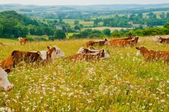 Cattle in wildflower meadow