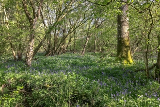 Bluebells