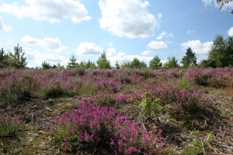 Wildmoor Heath