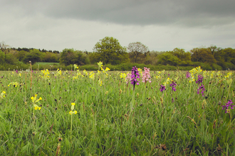 Orchids and cowslips in Bernwood Meadows