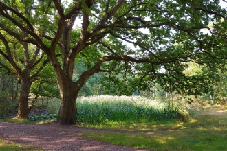 Wokefield common with trees and sunlight