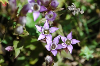 Chiltern gentians