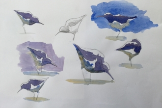 sketches of birds
