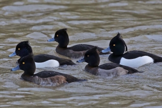 Tufted ducks