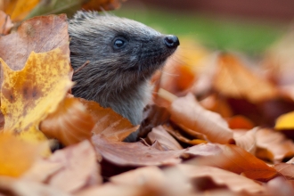 Hedgehog in autumn leaves