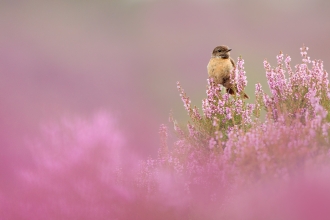 Stonechat perched on flowering heather