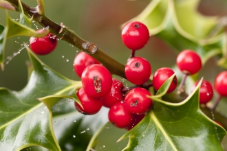 Holly branch