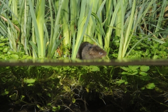 Water vole and underwater plants 