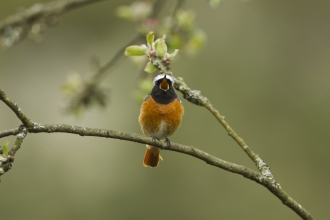 Redstart singing by Mark Hamblin