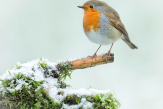 Robin on a snowy branch