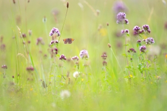 Meadow with small copper