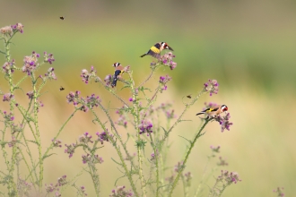 Goldfinches and bees on thistle