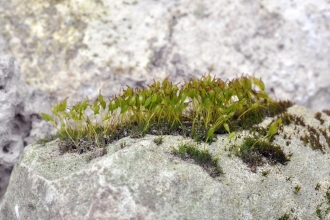 Dancersend Moss Walk English Rock Bristle