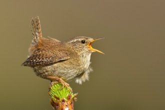 Wren