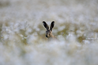 Hare among daisies