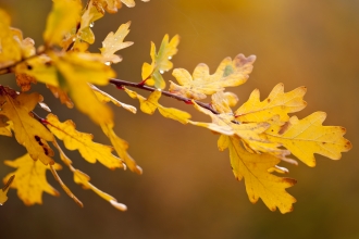 Oak leaves