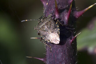 Bronze shieldbug