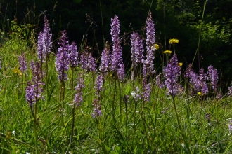 Orchids at Aston Clinton Ragpits by Kate Titford