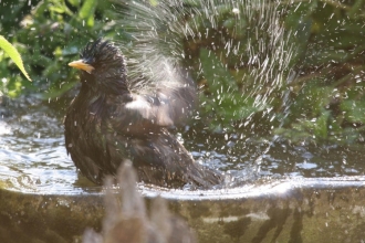 Starling