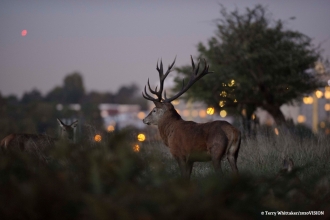 Deer with urban backdrop