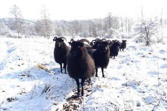Sheep