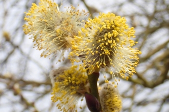 In search of Spring by Mick Jones