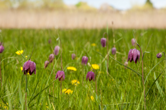 Snake's-head fritillaries