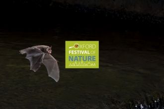 Bat by Dale Sutton / 2020vision