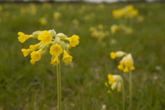 Cowslips