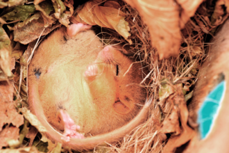 Dormouse
