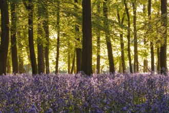 Bluebells in beech woodland