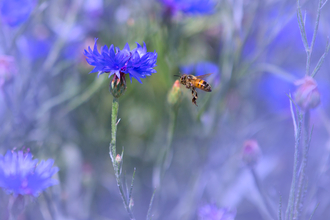 Bee and cornflower