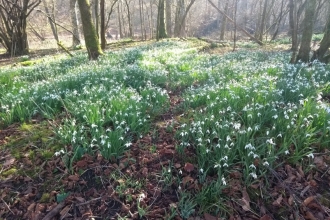 Snowdrops