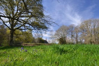 Audrey's Meadow