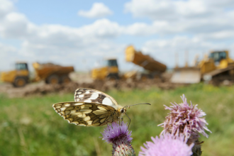 Marbled white and bulldozers