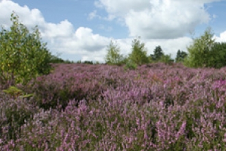 Wildmoor Heath