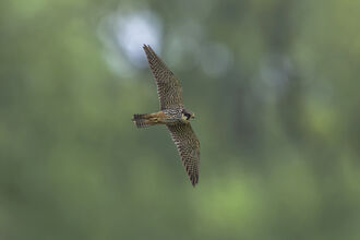 Hobby in flight