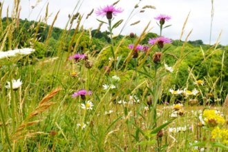 Chalk grassland at Dancersend nature reserve