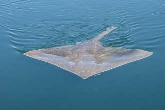 Flapper (common) skate