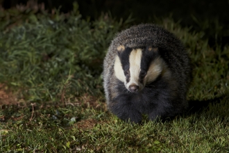 Badger out at night