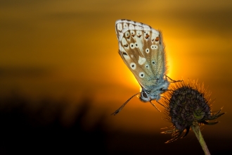 Chalk hill blue butterfly against setting sun