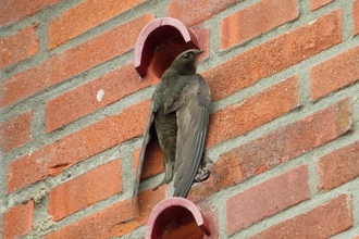 Common swift on swift brick