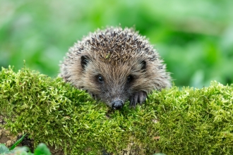 Hedgehog on mossy log
